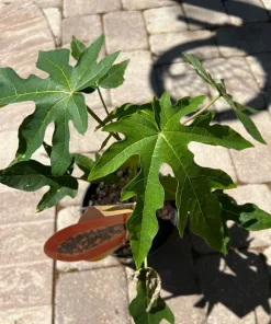 Organic Papaya Plant - Live Fruit Tree for Home Garden - Image 2