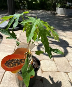 Organic Papaya Plant - Live Fruit Tree for Home Garden - Image 3