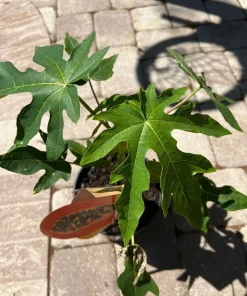Organic Papaya Tree Live Plant - Tropical Fruit Tree Starter in Pot - Image 2