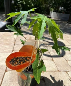 Organic Papaya Tree Live Plant - Tropical Fruit Tree Starter in Pot - Image 1