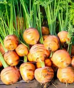 Organic Parisian Carrot Seeds – Heirloom Round Carrots (250 Seeds) – Vegetable Seeds - Image 2