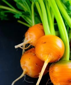 Organic Parisian Carrot Seeds – Heirloom Round Carrots (250 Seeds) – Vegetable Seeds - Image 3
