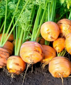 Organic Parisian Carrot Seeds – Heirloom Round Carrots (250 Seeds) – Vegetable Seeds - Image 4