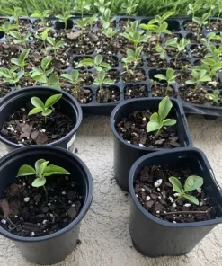 Organic Passion Fruit Live Plant - 4 Inch Pot - Edible Vine Starter - Image 2