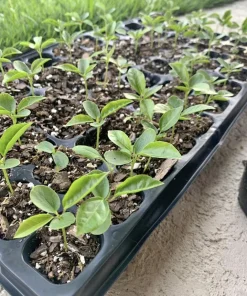 Organic Passion Fruit Live Plant - 4 Inch Pot - Edible Vine Starter - Image 3