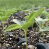 Organic Passion Fruit Live Plant - 4 Inch Pot - Edible Vine Starter - Image 1