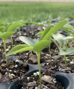Organic Passion Fruit Live Plant - 4 Inch Pot - Edible Vine Starter - Image 1