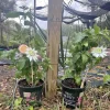 Organic Passion Fruit Vine Live Plant - 1 Gallon Pot, Purple Passionfruit - Image 1