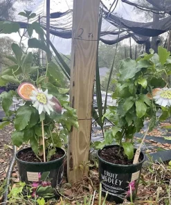 Organic Passion Fruit Vine Live Plant - 1 Gallon Pot, Purple Passionfruit - Image 1