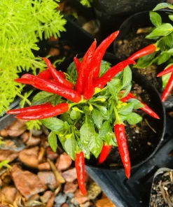 Organic Pepper Live Plant – Healthy Vegetable Starter Plant for Home Garden - Image 2