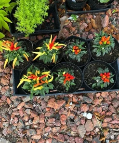 Organic Pepper Live Plant – Healthy Vegetable Starter Plant for Home Garden - Image 4