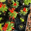 Organic Pepper Live Plant – Healthy Vegetable Starter Plant for Home Garden - Image 1