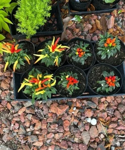 Organic Pepper Live Plant - Vegetable Plant for Home Gardens - Image 4