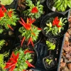 Organic Pepper Live Plant - Vegetable Plant for Home Gardens - Image 1