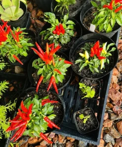 Organic Pepper Live Plant - Vegetable Plant for Home Gardens - Image 1