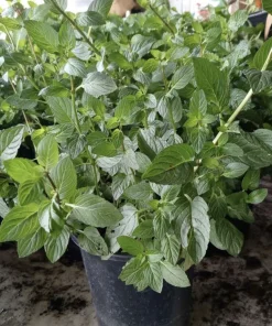 Organic Peppermint Live Plant - 1 Gallon Pot, Medium Size Herb - Image 2