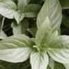 Organic Peppermint Live Plant - 1 Gallon Pot, Medium Size Herb - Image 1