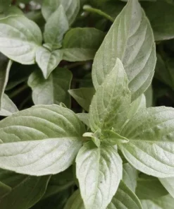 Organic Peppermint Live Plant - 1 Gallon Pot, Medium Size Herb - Image 1