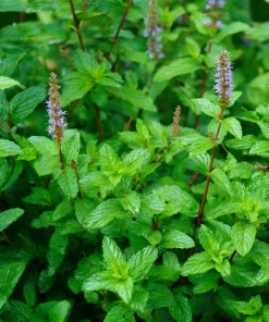 Organic Peppermint Seeds Mentha piperita - 100 Seeds for Tea, Cooking & Pollinators - Image 2