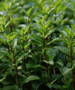 Organic Peppermint Seeds Mentha piperita - 100 Seeds for Tea, Cooking & Pollinators - Image 3