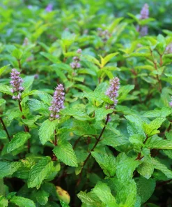Organic Peppermint Seeds Mentha piperita - 100 Seeds for Tea, Cooking & Pollinators - Image 4
