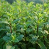 Organic Peppermint Seeds Mentha piperita - 100 Seeds for Tea, Cooking & Pollinators - Image 1