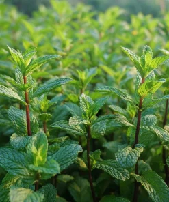 Organic Peppermint Seeds Mentha piperita - 100 Seeds for Tea, Cooking & Pollinators - Image 1