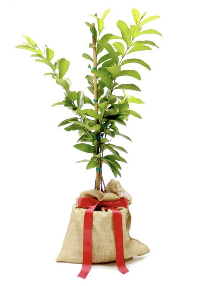 Organic Pineapple Guava Tree Live Plant - 3 in Pot - Edible Fruit Shrub - Image 2