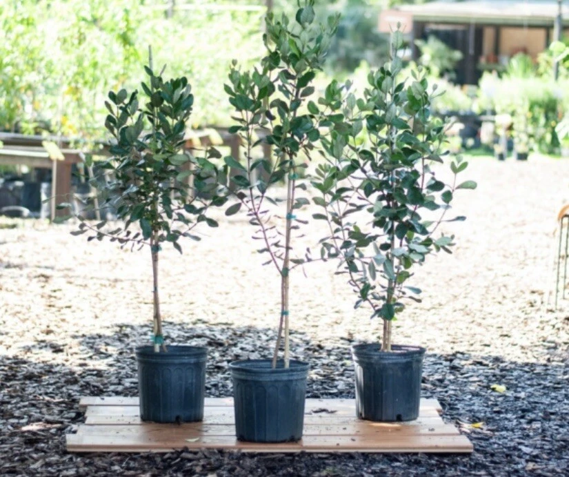 Organic Pineapple Guava Tree Live Plant - 3 in Pot - Edible Fruit Shrub - Image 3