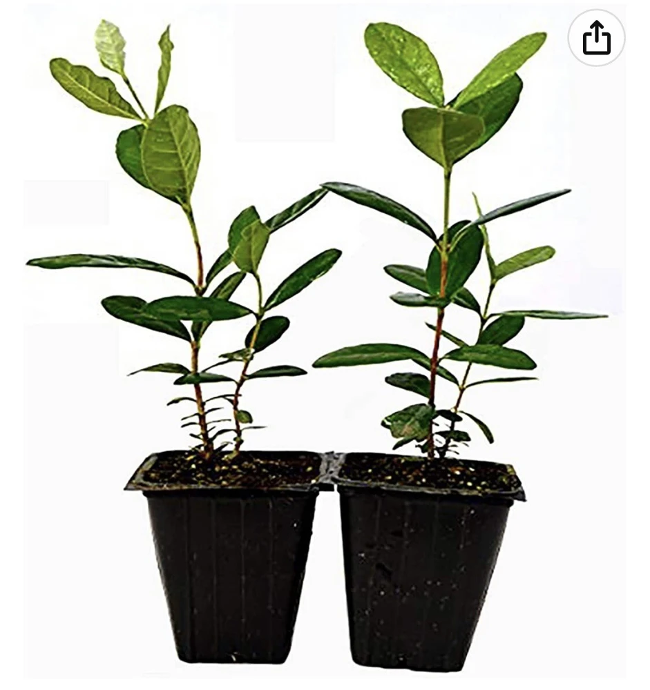Organic Pineapple Guava Tree Live Plant - 3 in Pot - Edible Fruit Shrub - Image 4