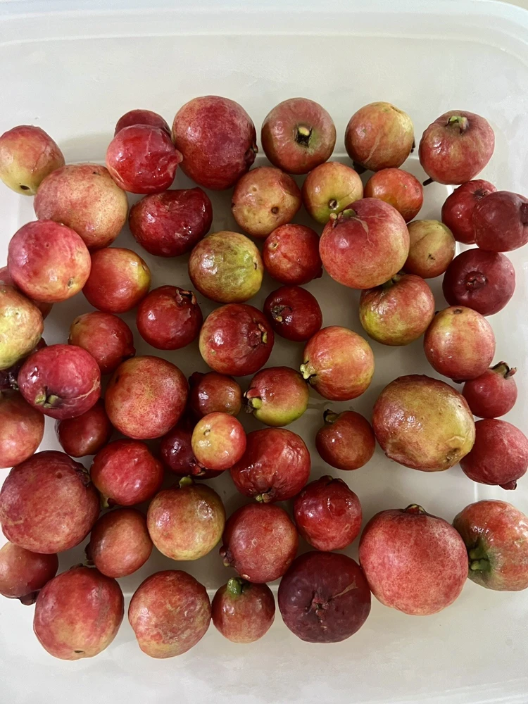 Organic Pineapple Guava Tree Live Plant - 3 in Pot - Edible Fruit Shrub - Image 5