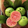 Organic Pineapple Guava Tree Live Plant - 3 in Pot - Edible Fruit Shrub - Image 1
