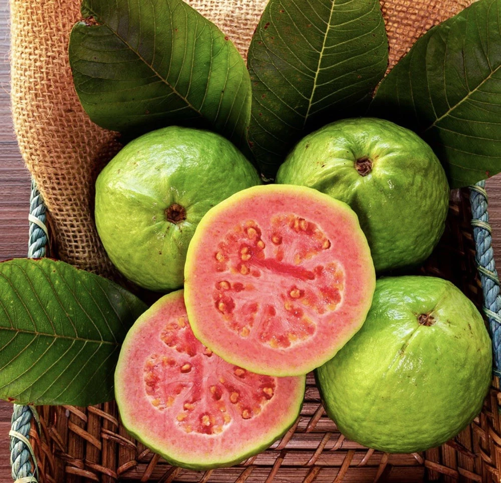 Organic Pineapple Guava Tree Live Plant - 3 in Pot - Edible Fruit Shrub - Image 1