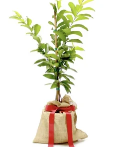 Organic Pineapple Guava Tree Live Plant - Feijoa Sellowiana - Self-Fertile, 3 in tall - Image 2