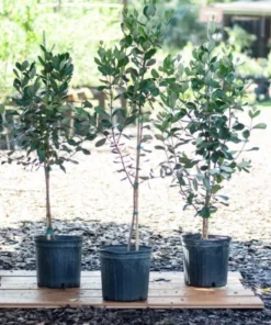 Organic Pineapple Guava Tree Live Plant - Feijoa Sellowiana - Self-Fertile, 3 in tall - Image 3