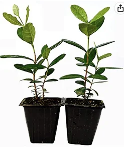 Organic Pineapple Guava Tree Live Plant - Feijoa Sellowiana - Self-Fertile, 3 in tall - Image 4