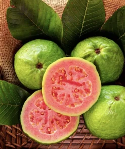 Organic Pineapple Guava Tree Live Plant - Feijoa Sellowiana - Self-Fertile, 3 in tall - Image 1