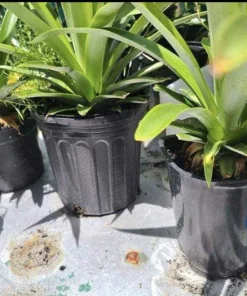 Organic Pineapple Live Plant in Pot - Large Size Indoor/Outdoor Fruit Plant - Image 2