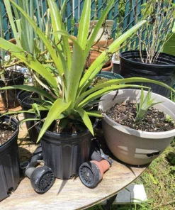 Organic Pineapple Live Plant in Pot - Large Size Indoor/Outdoor Fruit Plant - Image 3