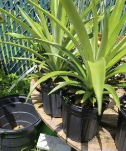 Organic Pineapple Live Plant in Pot - Large Size Indoor/Outdoor Fruit Plant - Image 1