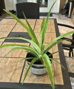 Organic Pineapple Live Plant in Pot - Large Size Tropical Fruit - Image 2