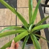 Organic Pineapple Live Plant in Pot - Large Size Tropical Fruit - Image 1
