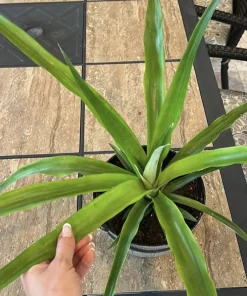 Organic Pineapple Live Plant in Pot - Tropical Fruit Plant for Home Garden - Image 1