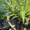 Organic Pineapple Live Plant - Tropical Fruit Plant for Home Gardens - Image 1