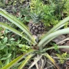 Organic Pineapple Live Plant – Tropical Fruit Plant for Home Gardens - Image 1