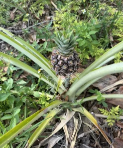Organic Pineapple Live Plant – Tropical Fruit Plant for Home Gardens - Image 1