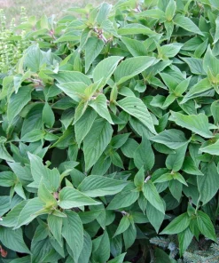 Organic Pineapple Sage Live Starter Plant – 2.5" Pot – Fragrant Herb – Outdoor - Image 2