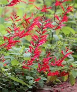Organic Pineapple Sage Live Starter Plant – 2.5