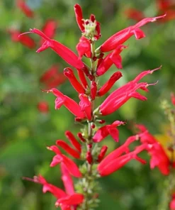 Organic Pineapple Sage Live Starter Plant – 2.5