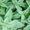 Organic Pineapple Sage Live Starter Plant – 2.5" Pot – Fragrant Herb – Outdoor - Image 1